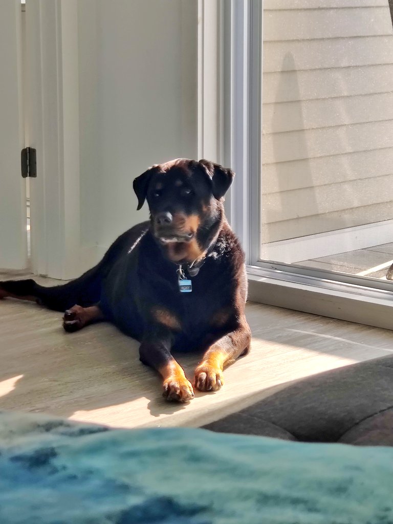 Israel Joffe and his Rottweiler Roxy